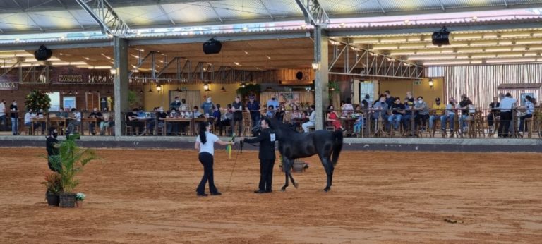 Grandes eventos do Cavalo Árabe reúnem competidores em Tatuí SP