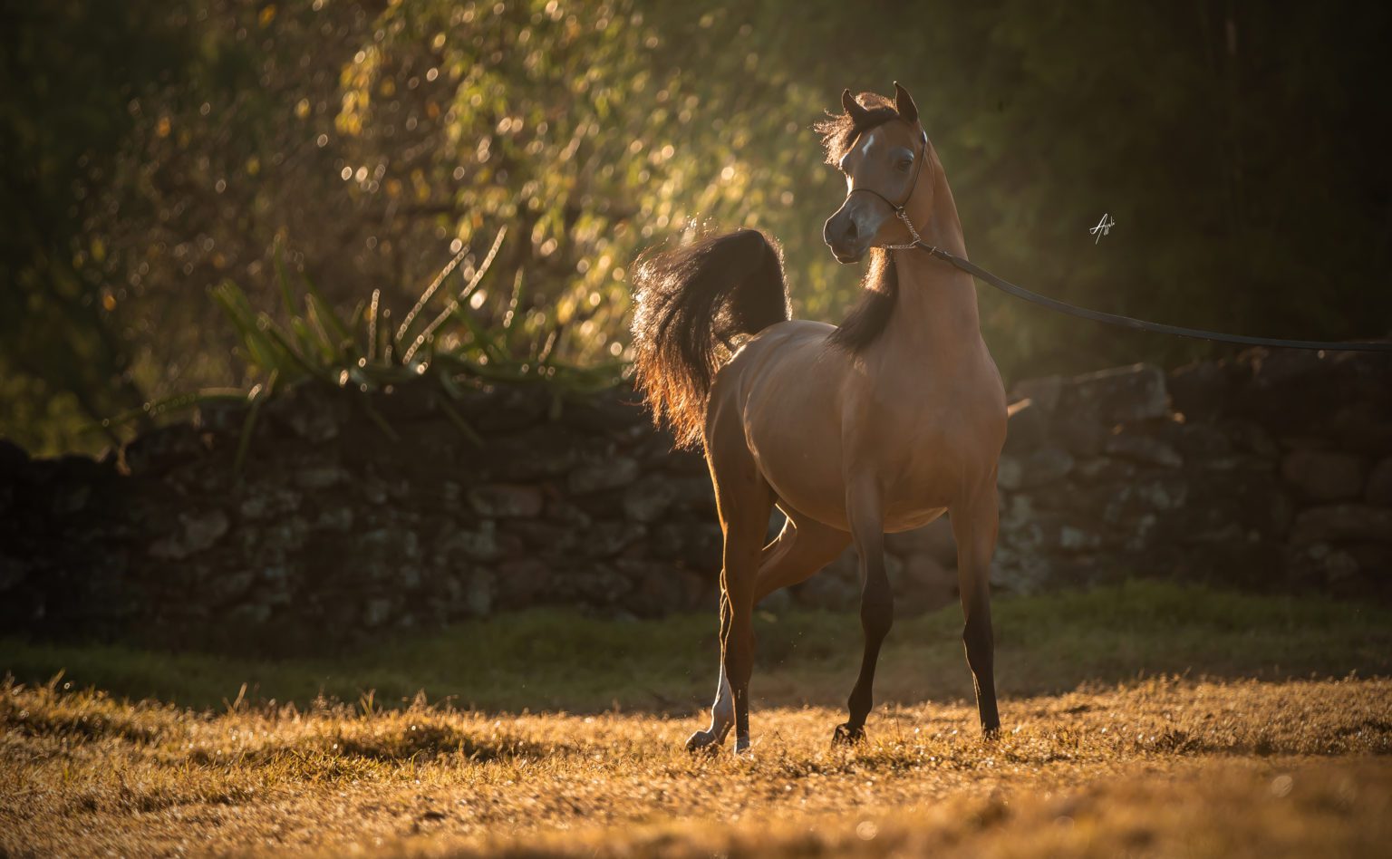 Haras Cruzeiro Celebra Anos De Cria O Leil O Especial Durante A