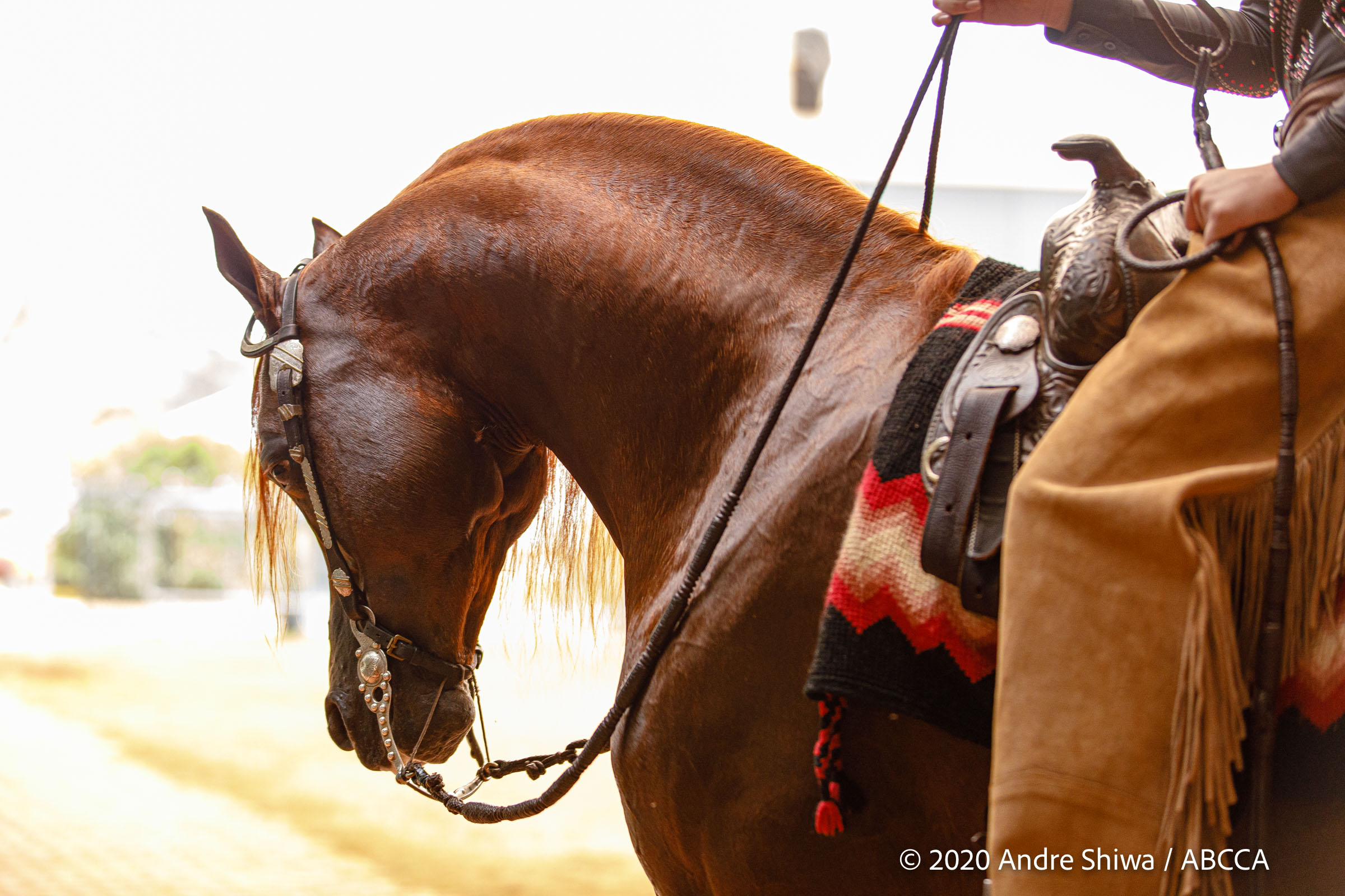 Cavalo Árabe participa do 19º Encontro de Horsemanship UC