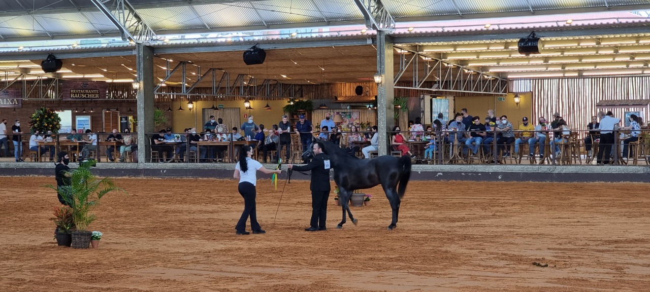 35ª Interestadual do Cavalo Árabe acontece no mês de abril em Tatuí