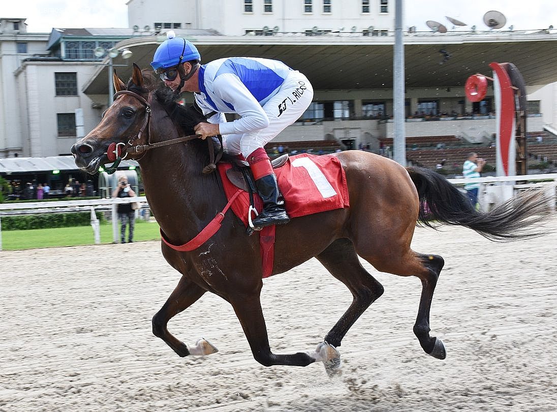 Cavalo Árabe movimenta o Jockey Club de São Paulo