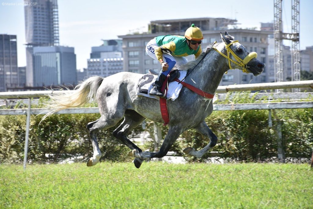 Dois páreos exclusivos do cavalo Árabe marcam o sábado no Jockey Club de São Paulo