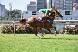 Dois páreos exclusivos do cavalo Árabe marcam o sábado no Jockey Club de São Paulo