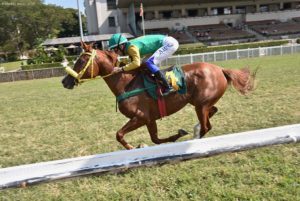 Hipódromo de Cidade Jardim sedia mais dois Grande Prêmios do Cavalo Árabe