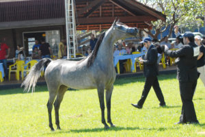 Campo Grande sedia exposição do cavalo Árabe neste sábado