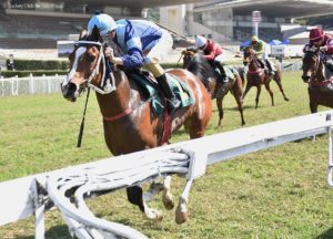 Corridas válidas pela 41ª Nacional do Cavalo Árabe agitam o Jockey Club de SP
