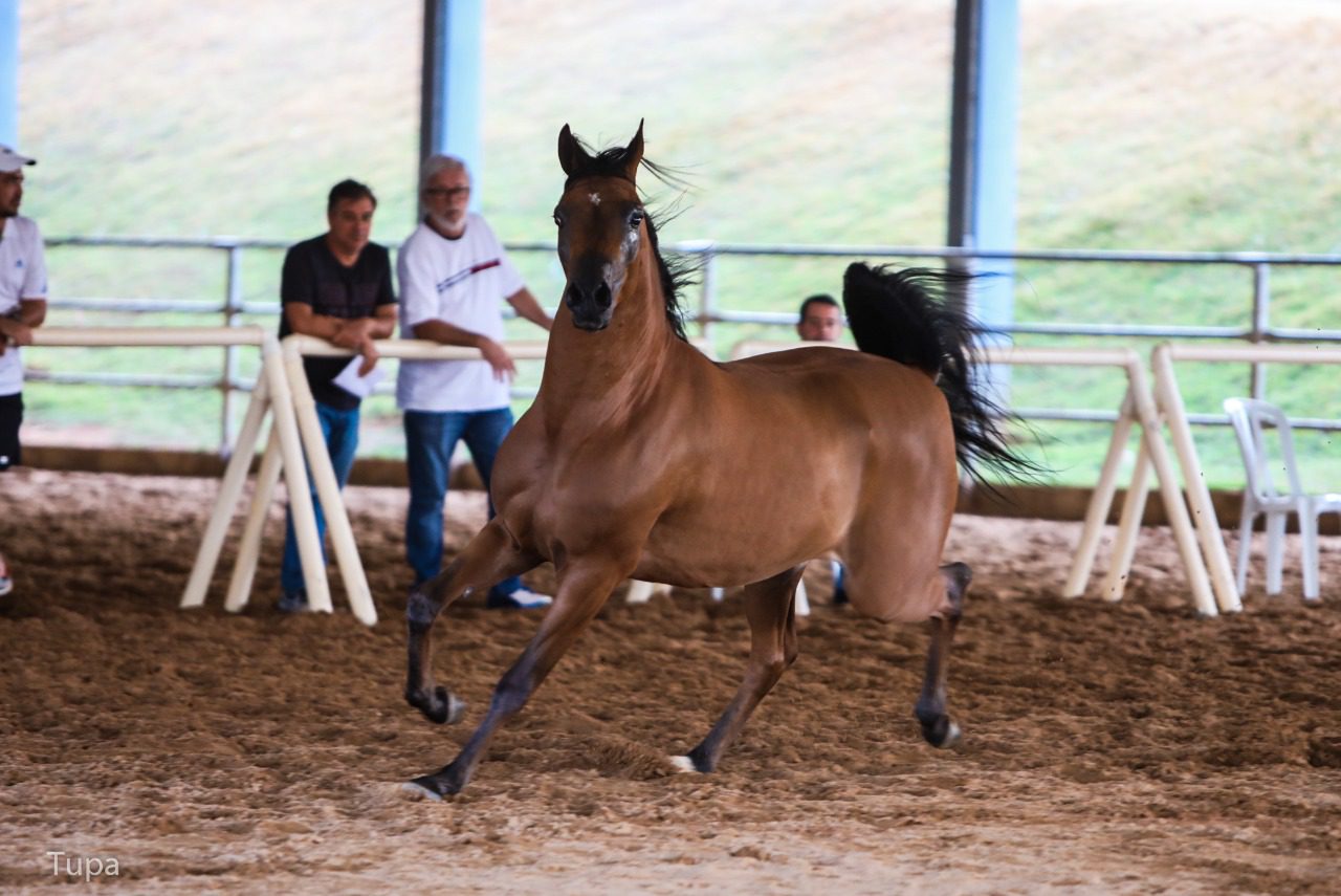 Ibama vê 'abuso' a cavalo pintado por crianças e adverte Hípica de Brasília, Distrito Federal