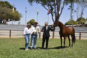 Exposição do Cavalo Árabe em Brasília é marcada pela geração de bons negócios - Campeã Égua Ouro
