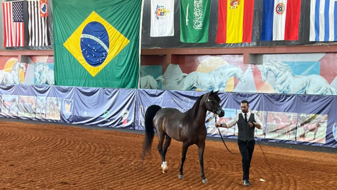 Inscrições abertas para o último grande evento de 2024 do Cavalo Árabe