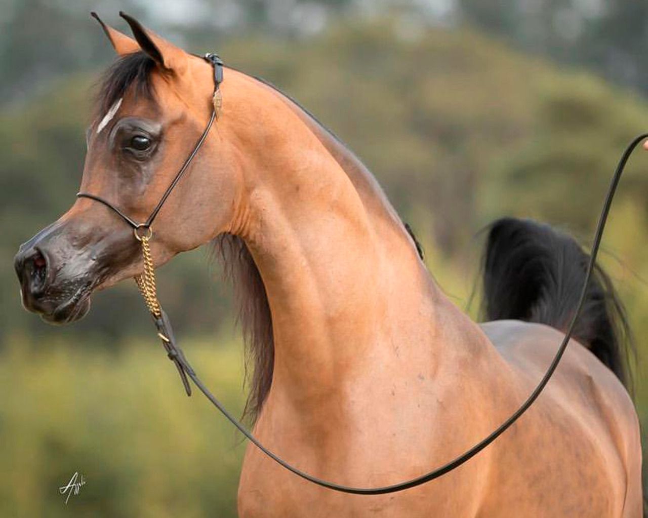 Futuros campeões do Cavalo Árabe à venda no Zaya Embryo Collection 2022