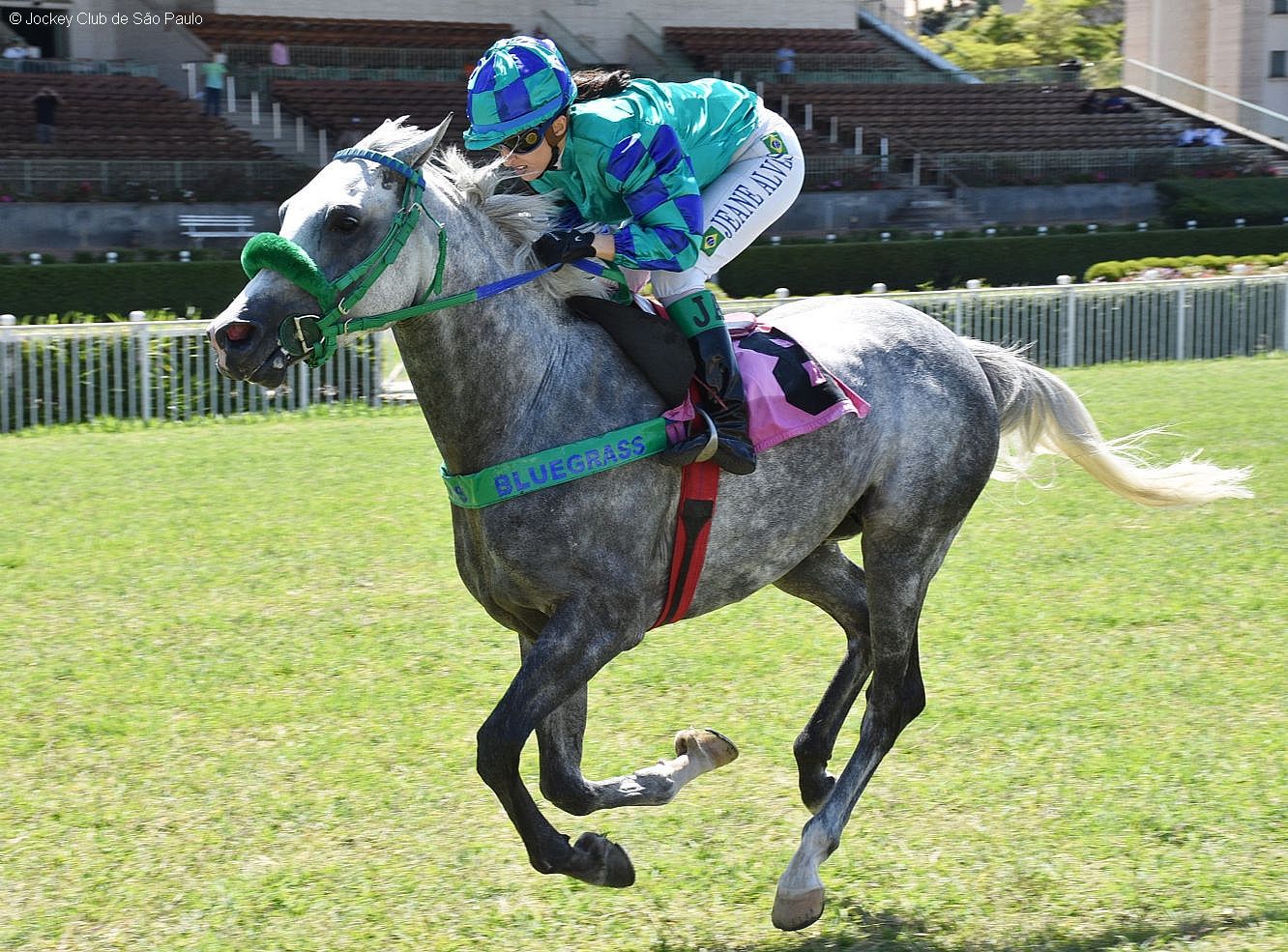 Cavalo Árabe bate recorde nos 1.400m da pista de grama do Jockey Club de SP