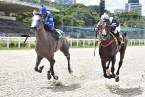 Temporada 2023 de corridas do Cavalo Árabe terá premiação superior a R$ 400 mil