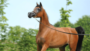 Criação brasileira do cavalo Árabe brilha em exposição na Arábia Saudita - Esperanzza Al Ventur