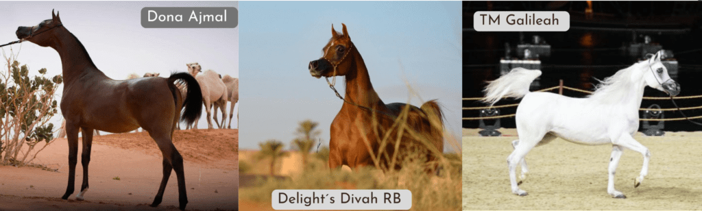 Criação brasileira do cavalo Árabe brilha em exposição na Arábia Saudita - fêmeas
