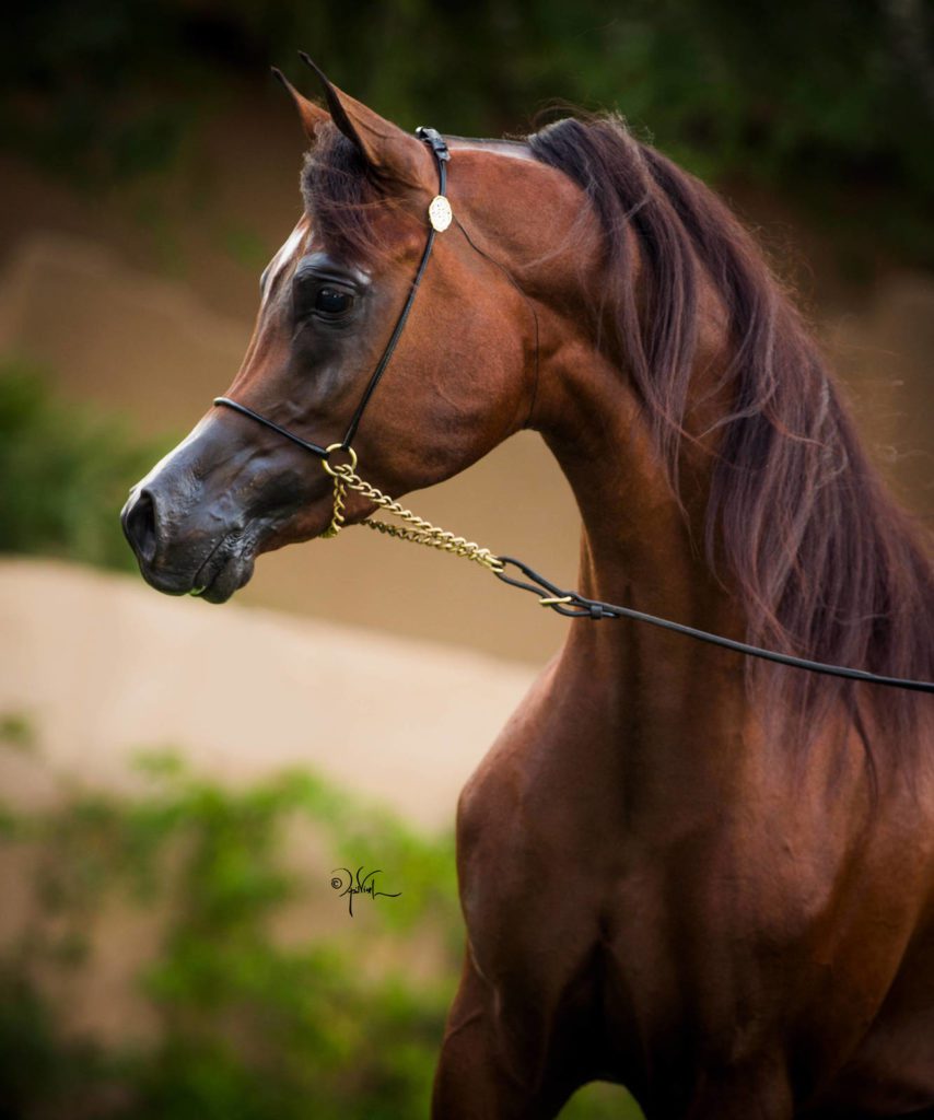 Criação brasileira do cavalo Árabe brilha em exposição na Arábia Saudita 