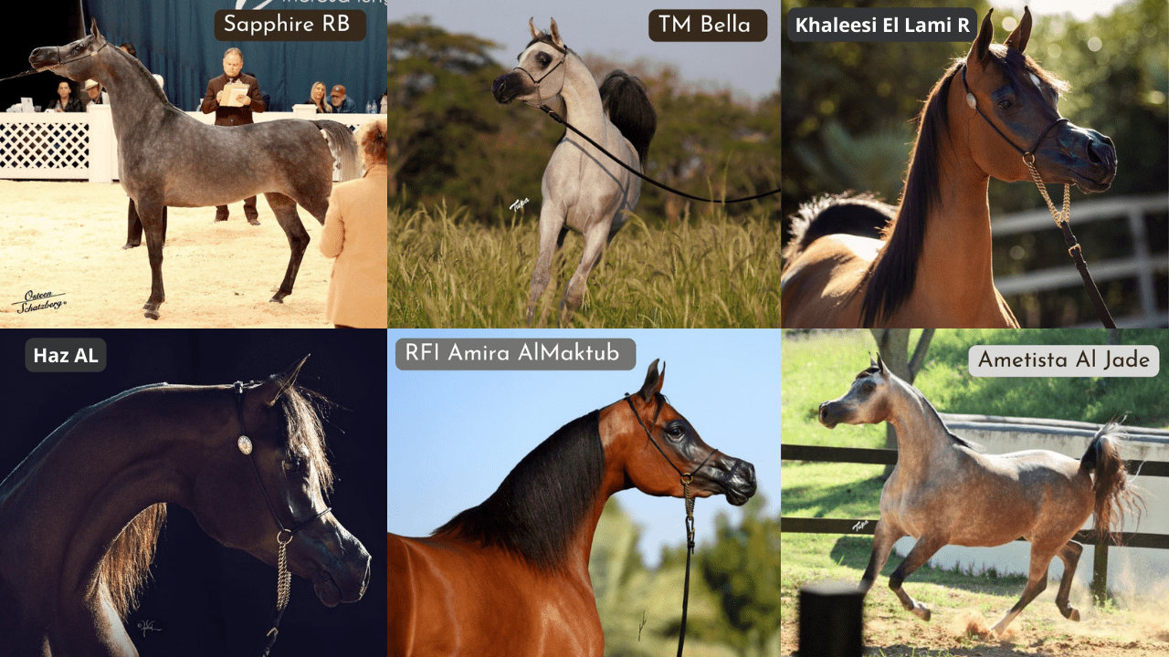 Criação brasileira do cavalo Árabe volta a se destacar em exposições internacionais