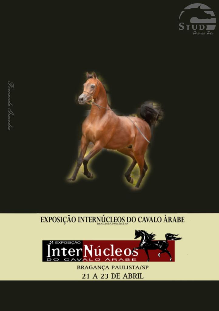 Exposição Internúcleos do cavalo Árabe 2023 - 1