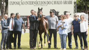 Bragança Paulista (SP) recebe Exposição do Cavalo Árabe neste sábado