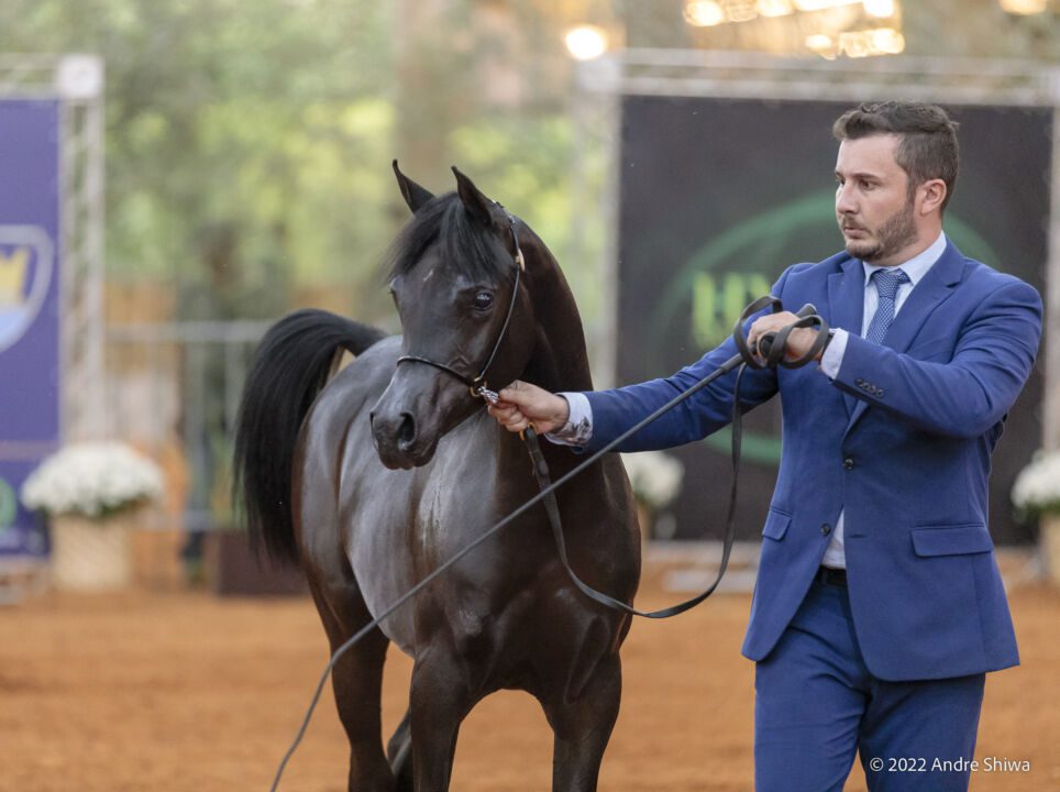 Exposição no Centro Hípico de Tatuí (SP) reunirá os melhores cavalos da raça Árabe