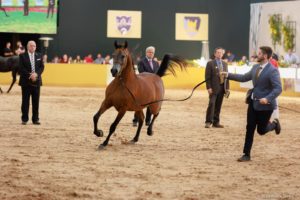 Indaiatuba (SP) sedia em julho a maior exposição do cavalo Árabe da América Latina