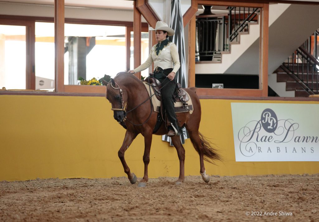 Indaiatuba (SP) sedia em julho a maior exposição do cavalo Árabe da América Latina
