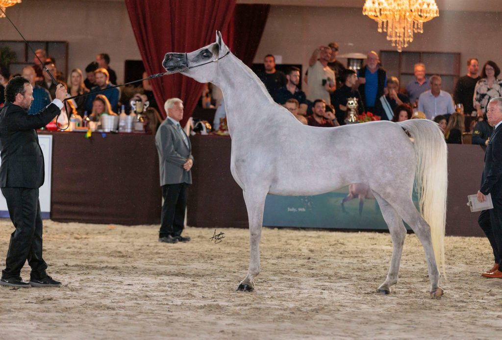 42a-Campeonato-Nacional-do-Cavalo-Arabe-RFI-Sawari