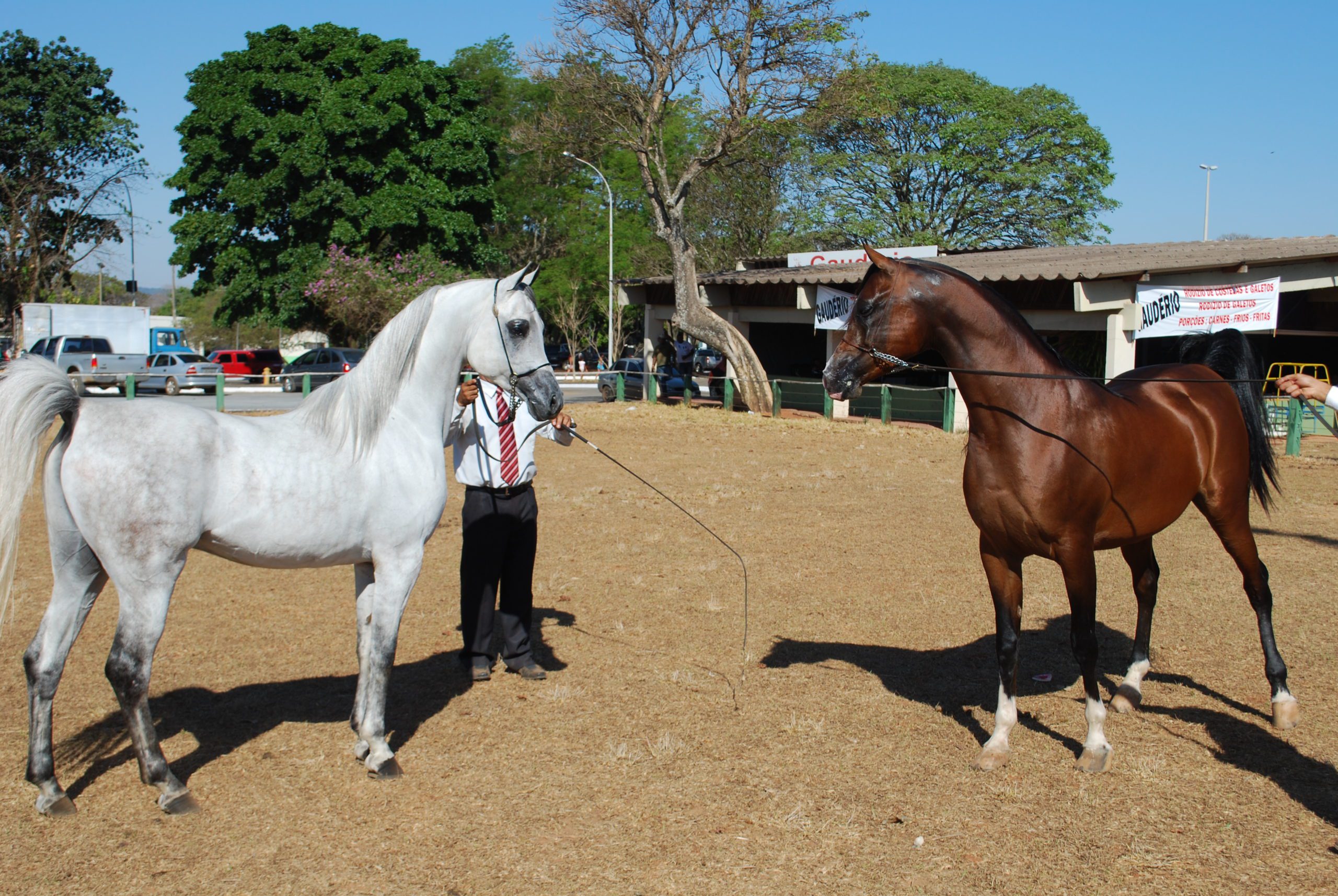 Vitrine Mundo Equestre