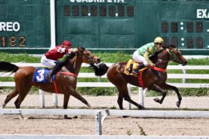 Jockey Club de São Paulo sedia mais uma corrida do cavalo Árabe neste sábado
