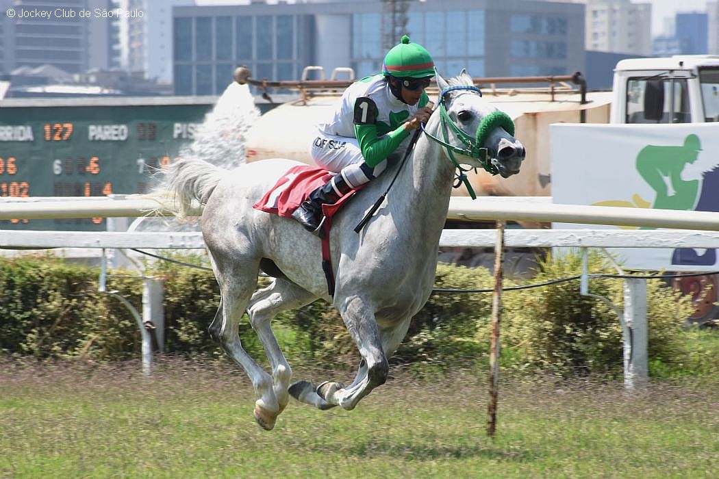 Corrida do Cavalo Árabe movimenta a pista de grama do Jockey Club de São Paulo