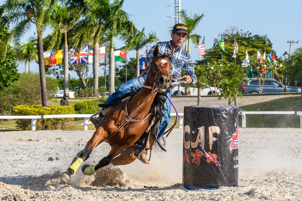 Cavalos de Salto  São Bernardo do Campo SP