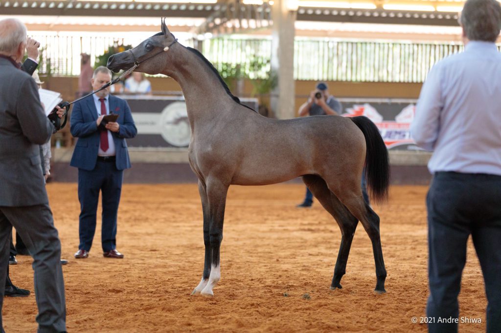 Exposição Nacional do Cavalo Árabe de Esporte
