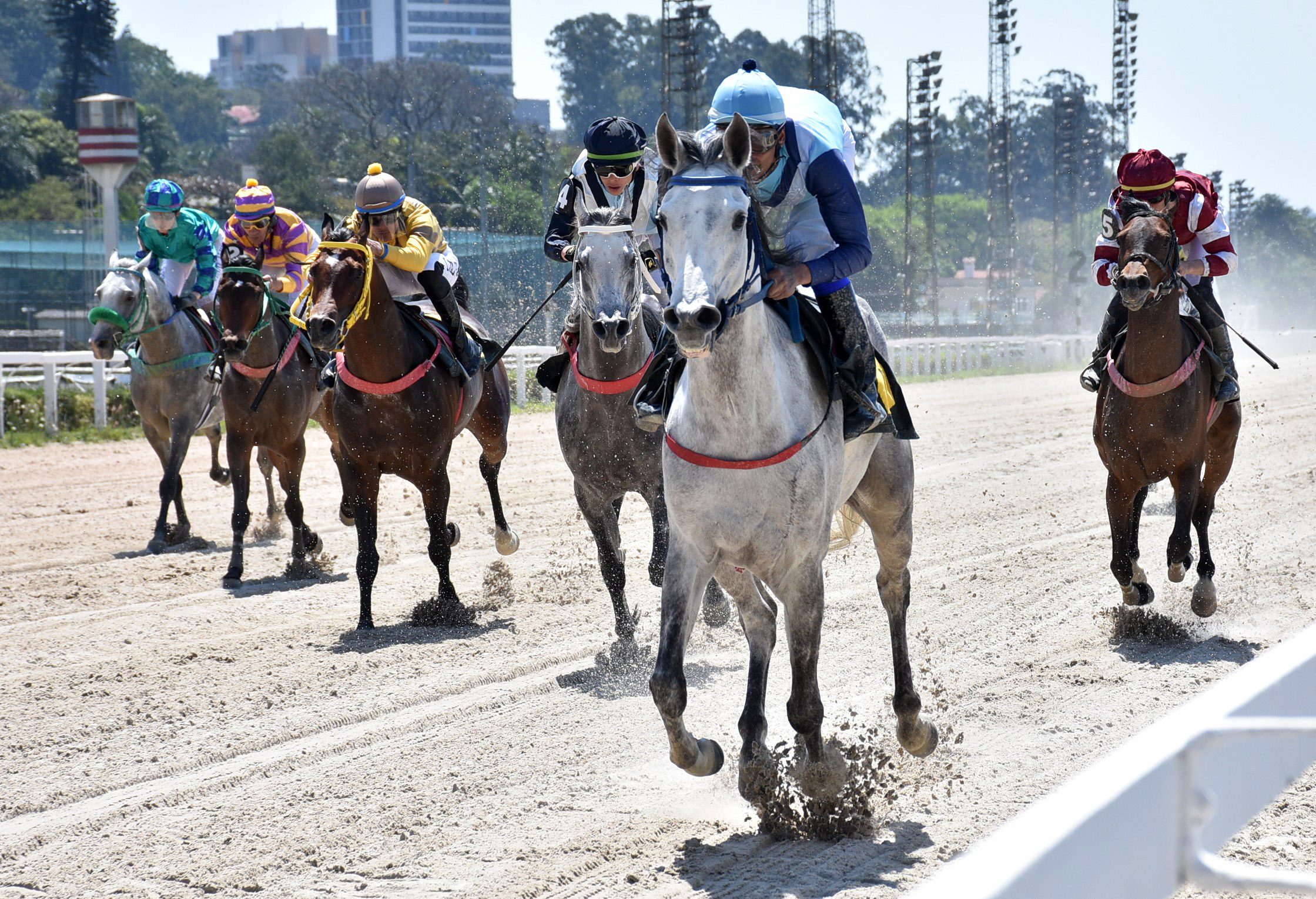 Cavalo Árabe abre ‘Temporada 2024 de Corridas’ no Brasil