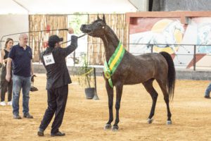 Campeã égua 37ª Exposição Interestadual do Cavalo Árabe
