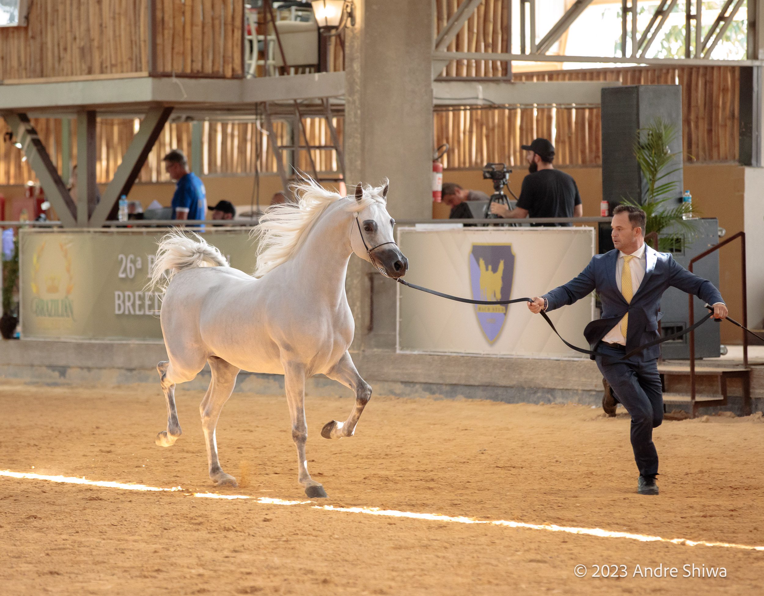 Prova de Halter do Cavalo Árabe - Foto André Shiwa