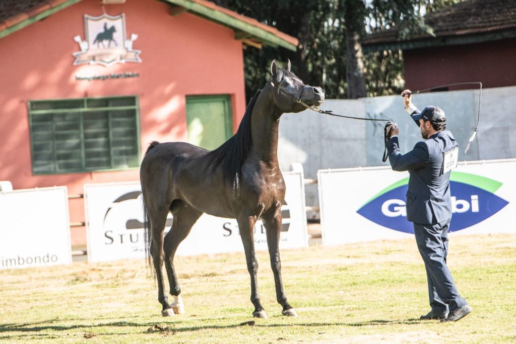 Campeão Cavalo Expo Bragança