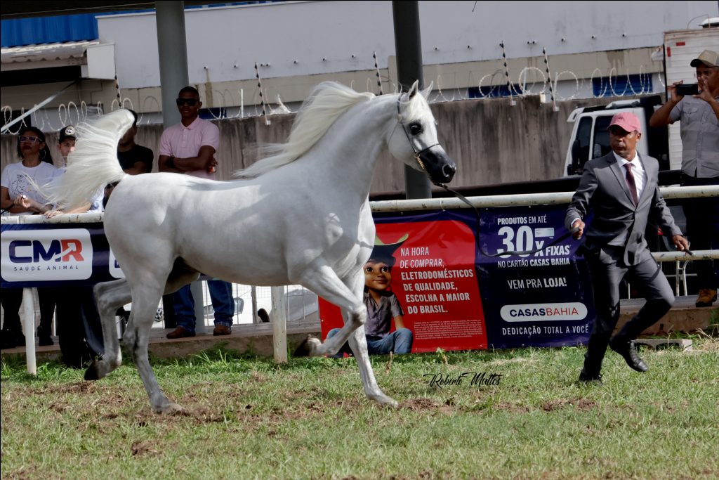 Cavalo Ouro da 23ª Expogrande Arabian Show