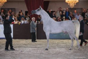 Começa hoje o maior show do cavalo Árabe da América latina