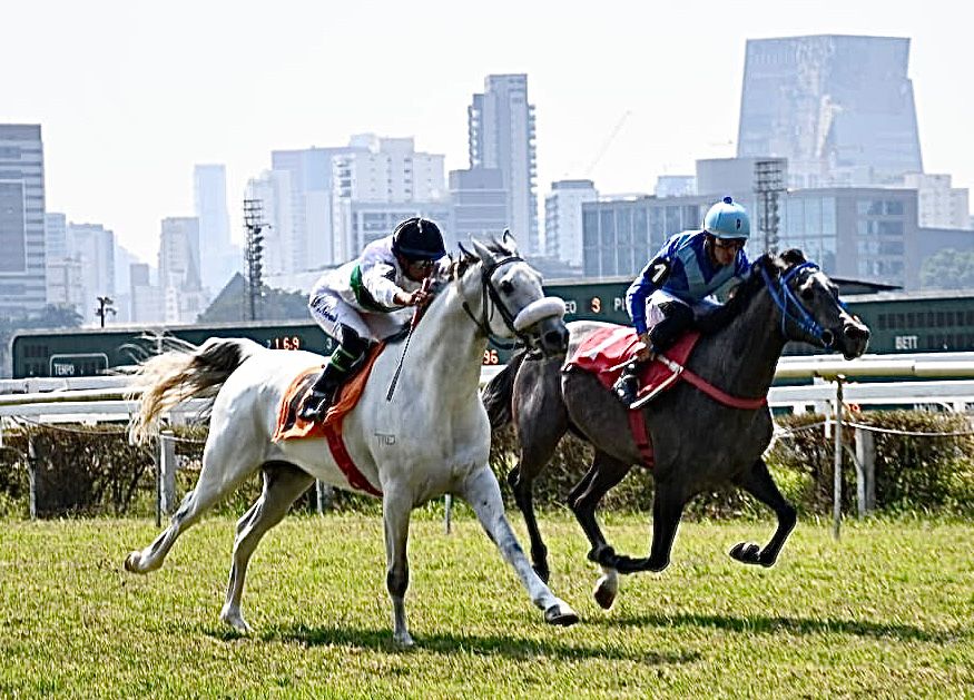 Estreante Passamarie Rach vence páreo exclusivo da raça Árabe no Jockey Club de São Paulo