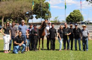 Exposição do Cavalo Árabe abre programação da ExpoAbra 2024 no DF