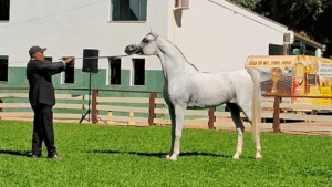 Campeão Cavalo Ouro - Exposição de Brasília