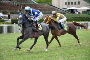 Grandes Prêmios do Cavalo Árabe movimentam pista de grama do Jockey Club de São Paulo