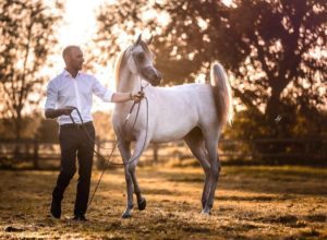 Potra Árabe de criação brasileira conquista premiação em exposição na Alemanha