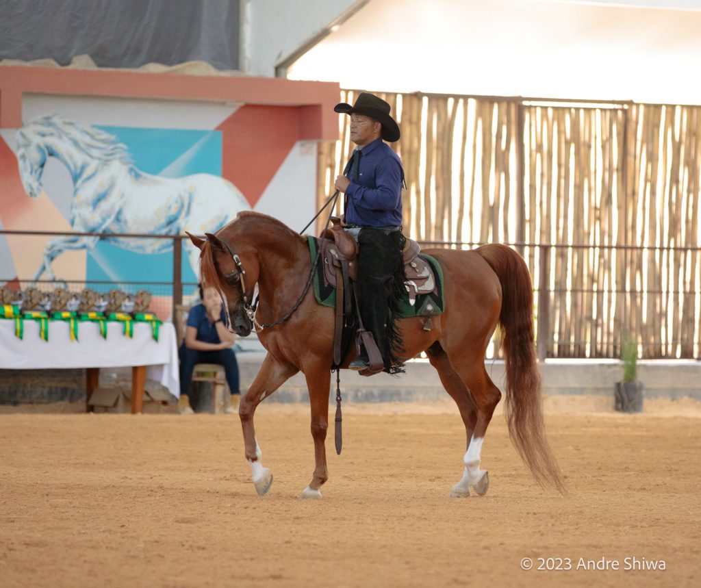 Exposição do Cavalo Árabe em Tatuí (SP) apresenta raça em 12 modalidades e reúne competidores de todo o país