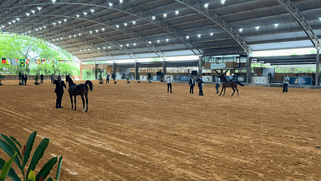 30ª Exposição Internacional do Cavalo Árabe premia os melhores exemplares da raça - Geral