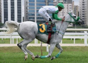 Filhos do garanhão D’Jok PY levam os Grandes Prêmios do Cavalo Árabe no Jockey Club de São Paulo