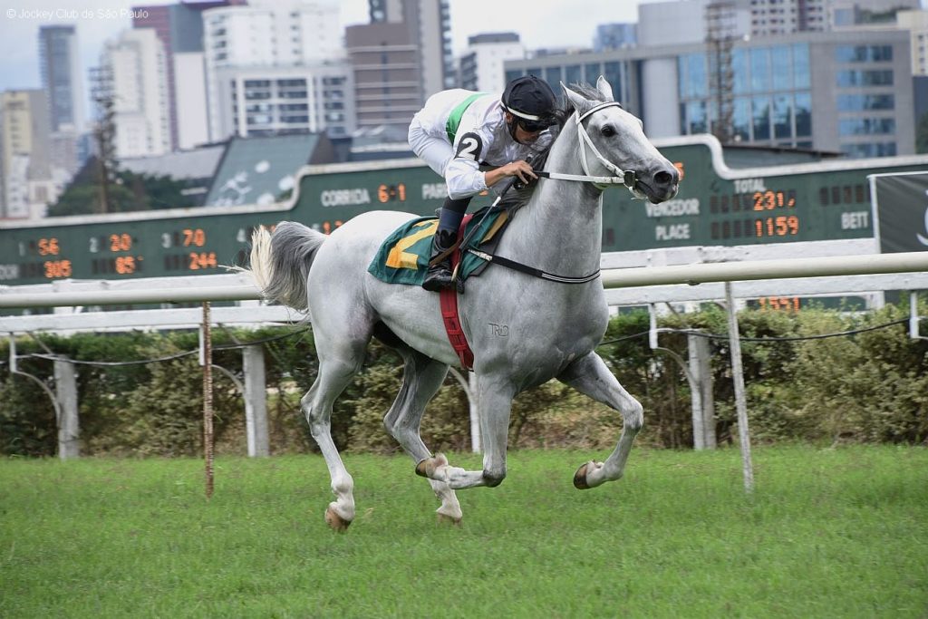 Filhos do garanhão D’Jok PY levam os Grandes Prêmios do Cavalo Árabe no Jockey Club de São Paulo
