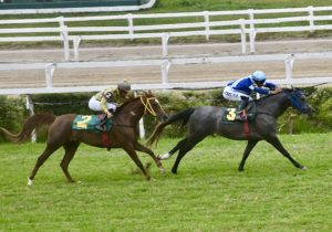 Últimas corridas de 2024 do Cavalo Árabe agitam o Jockey Club de São Paulo neste sábado (14/12)