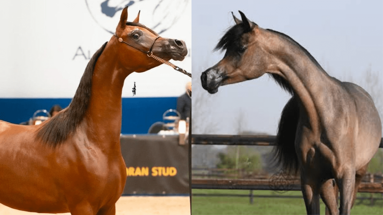 Criação brasileira se destaca no Campeonato Mundial do Cavalo Árabe em Paris