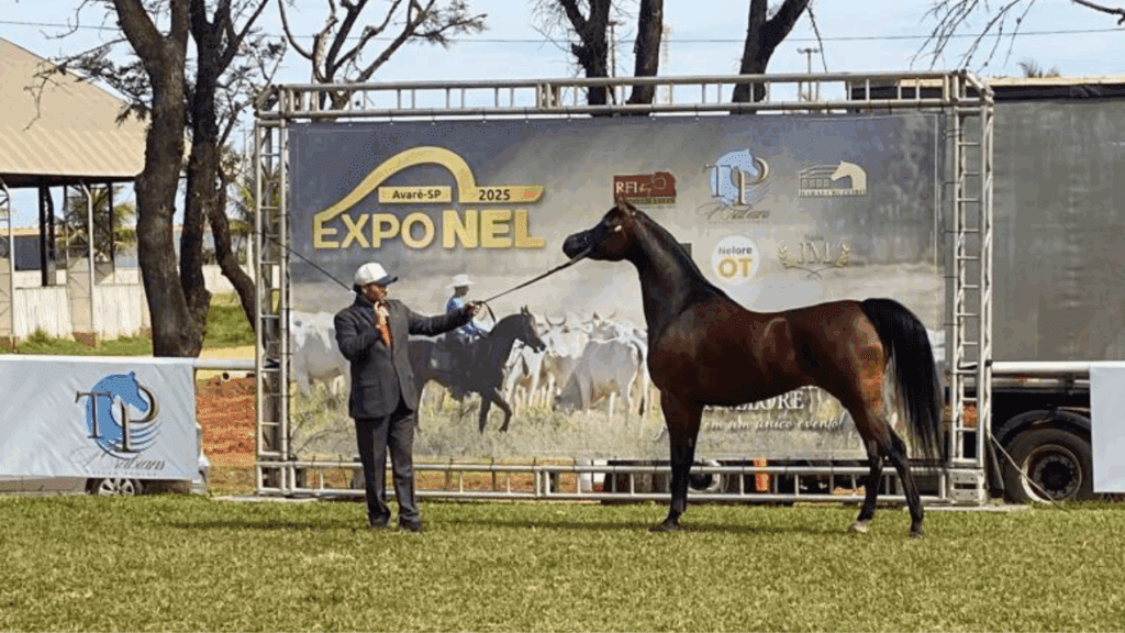 Cavalo Árabe encanta público ao lado da raça Nelore durante a Exponel 2025