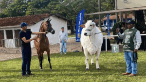 Cavalo Árabe encanta público ao lado da raça Nelore durante a Exponel 2025